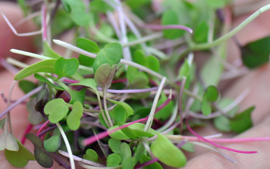 What are Microgreens