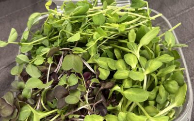 Our Microfarm Story