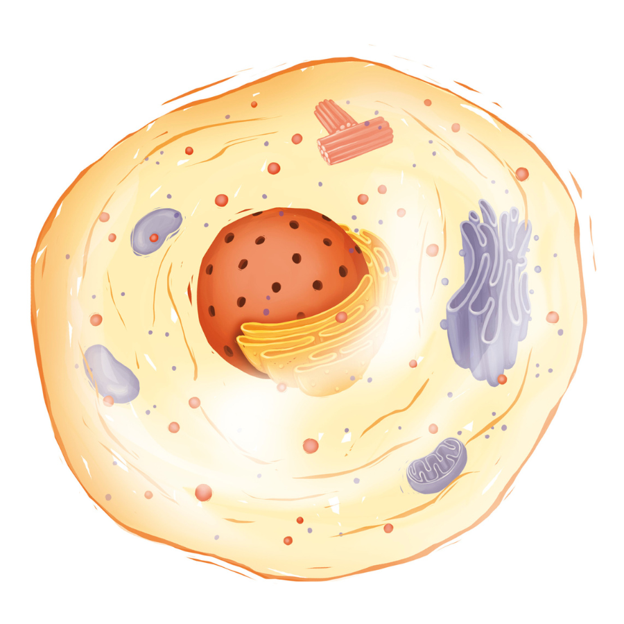 Mindful Eating Circle