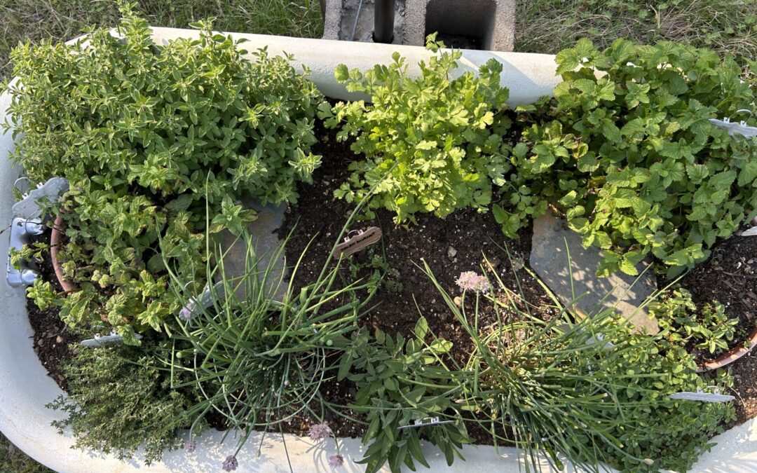 Fresh Herb Mix
