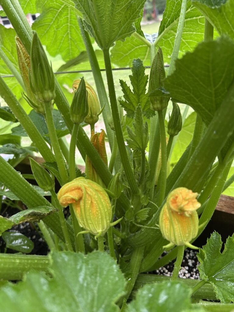 Zucchini flowers